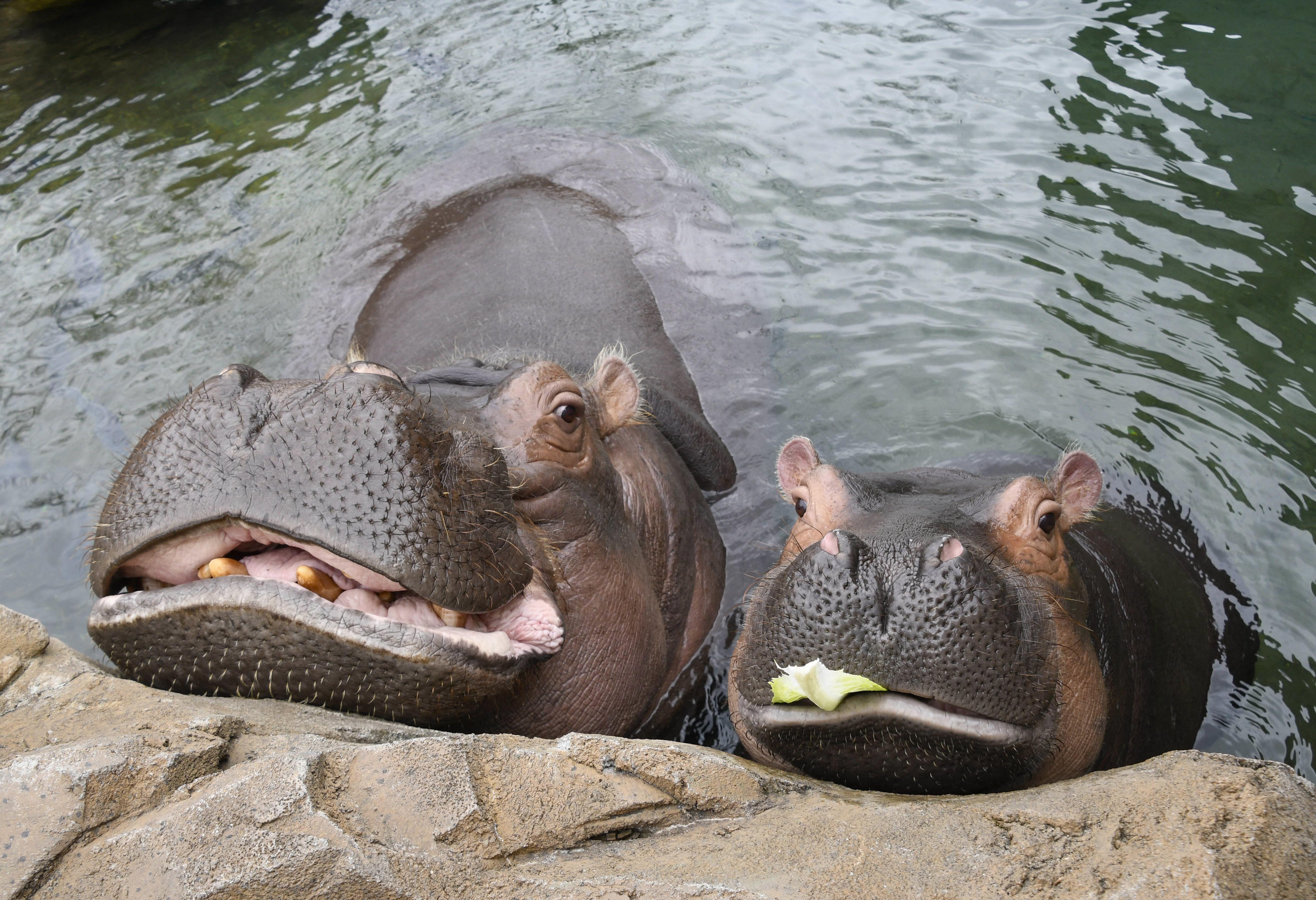 Bibi and Fiona during feeding time