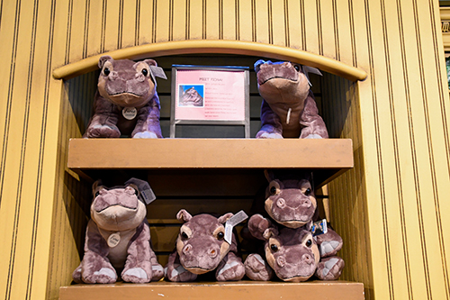 Fiona stuffed animals for sale on a wooden shelf in a zoo gift shop