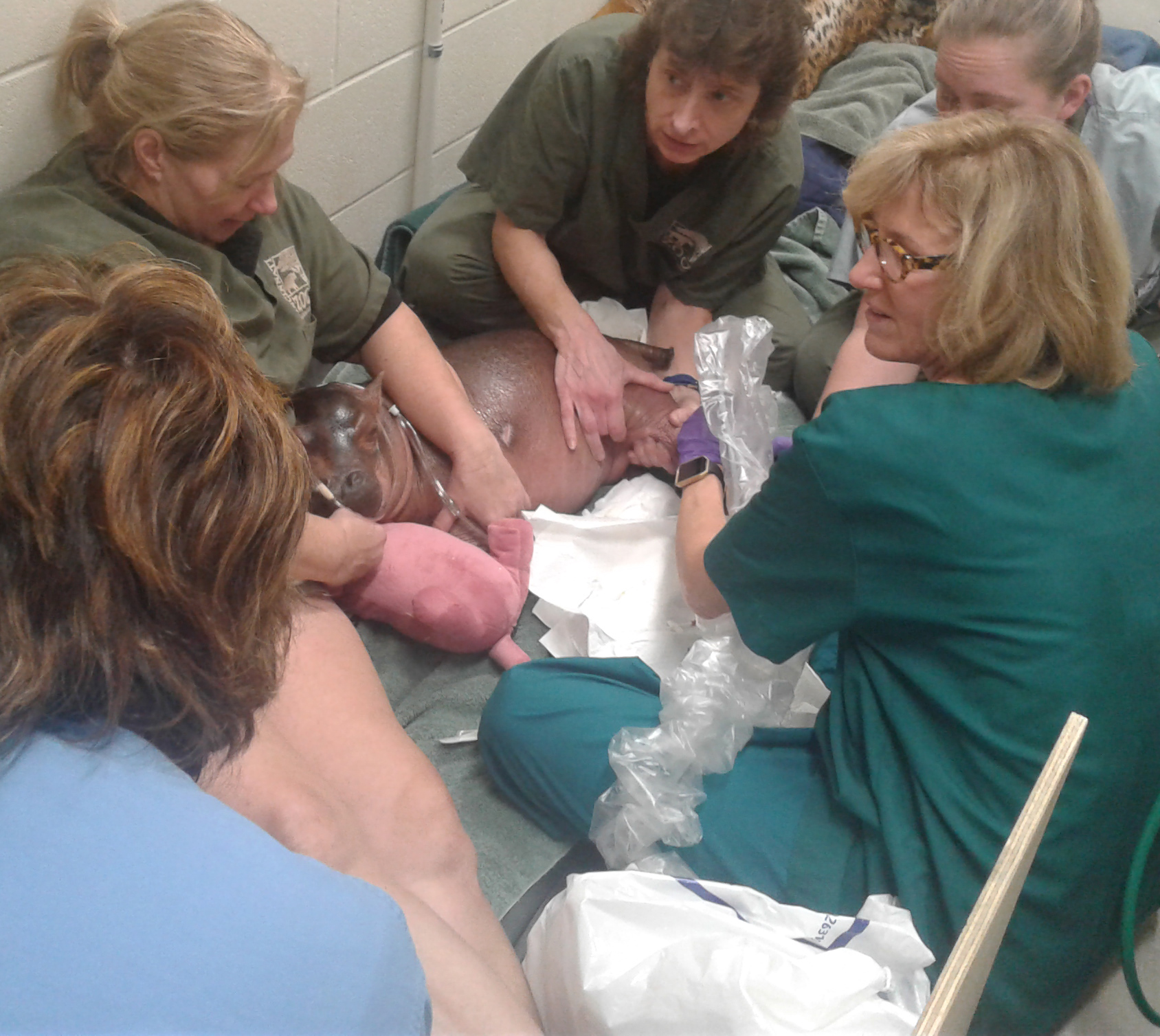 Nurses surrounding Fiona to help put in an IV for fluids